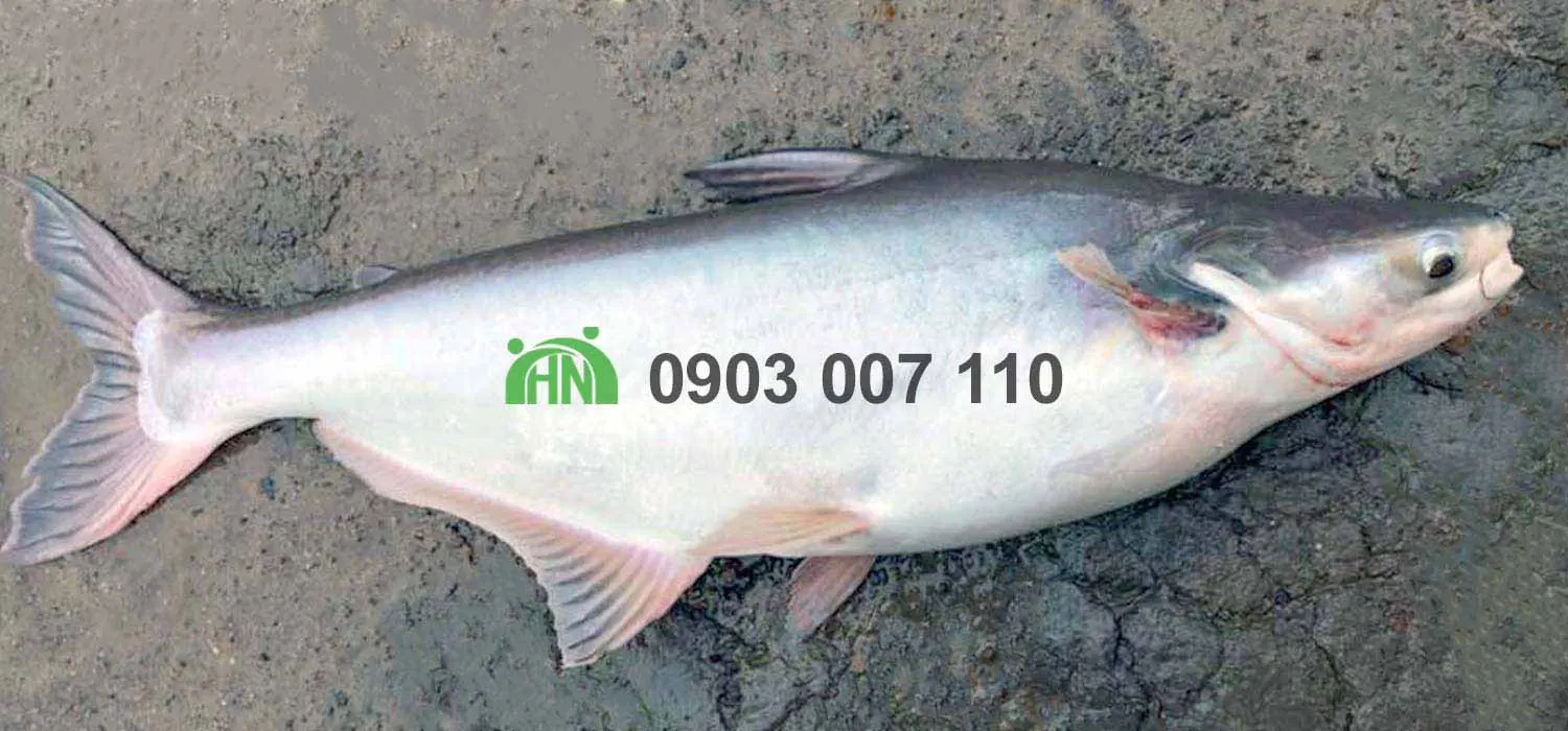 sản xuất cá viên