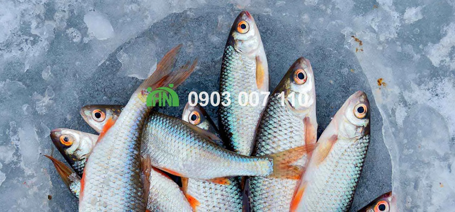 sản xuất thanh cua, surimi