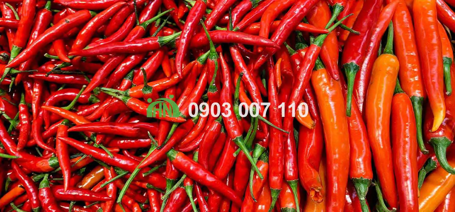 sản xuất tương ớt