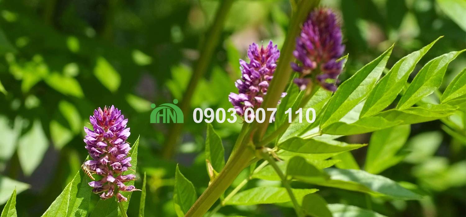 chất tạo ngọt phổ biến-Glycyrrhizin