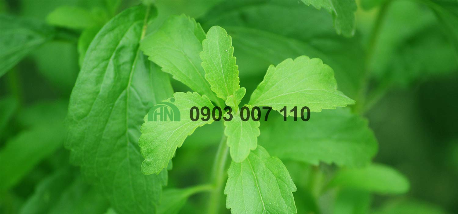 chất tạo ngọt phổ biến-Stevia