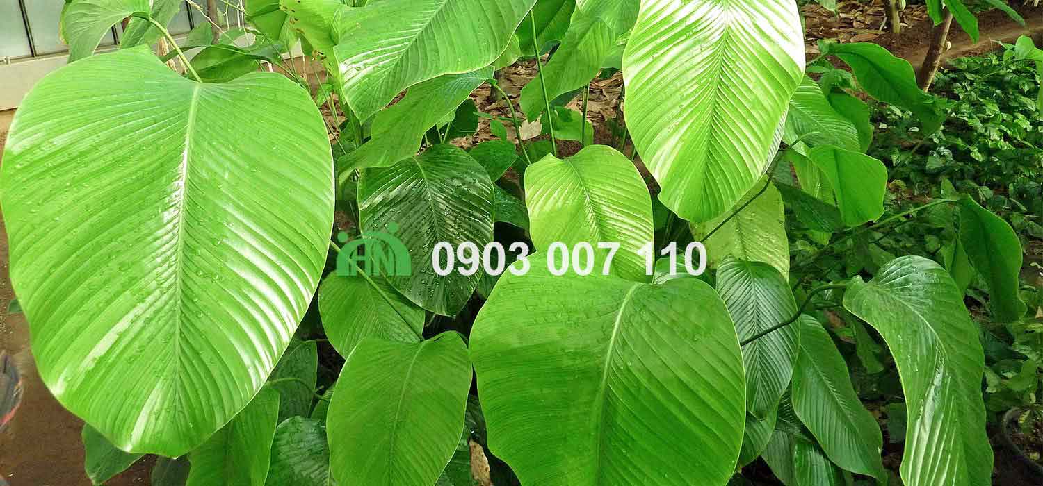 chất tạo ngọt phổ biến-Thaumatin
