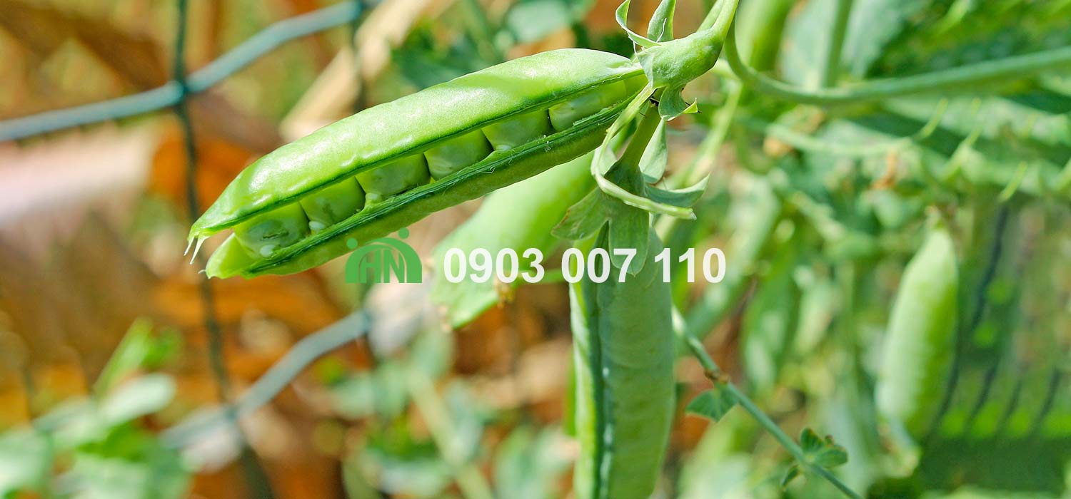 đạm đậu hà lan trong sản phẩm thay thế thịt