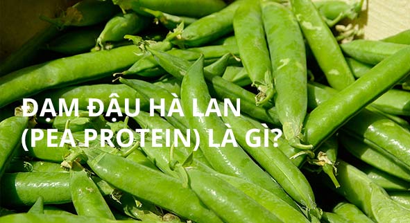 đạm đậu hà lan