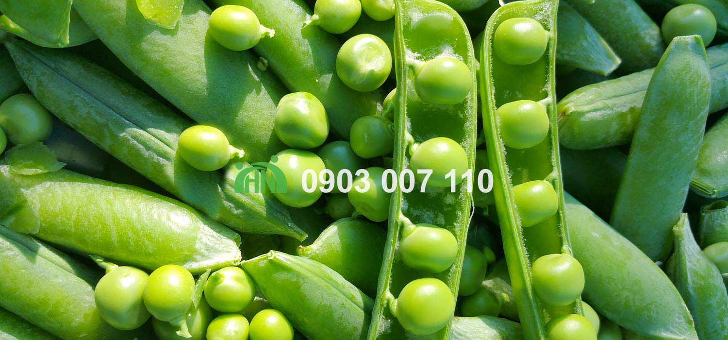đạm đậu hà lan 