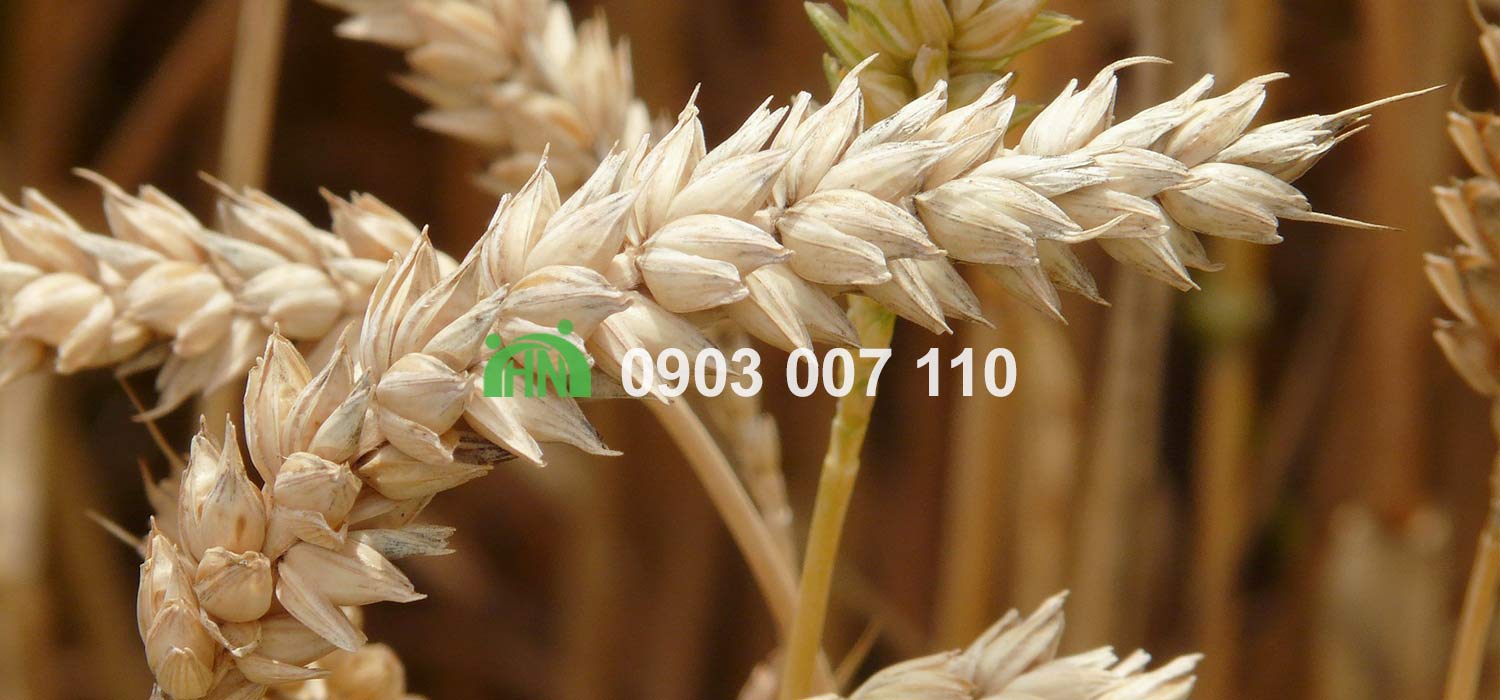 gluten lúa mì là gì