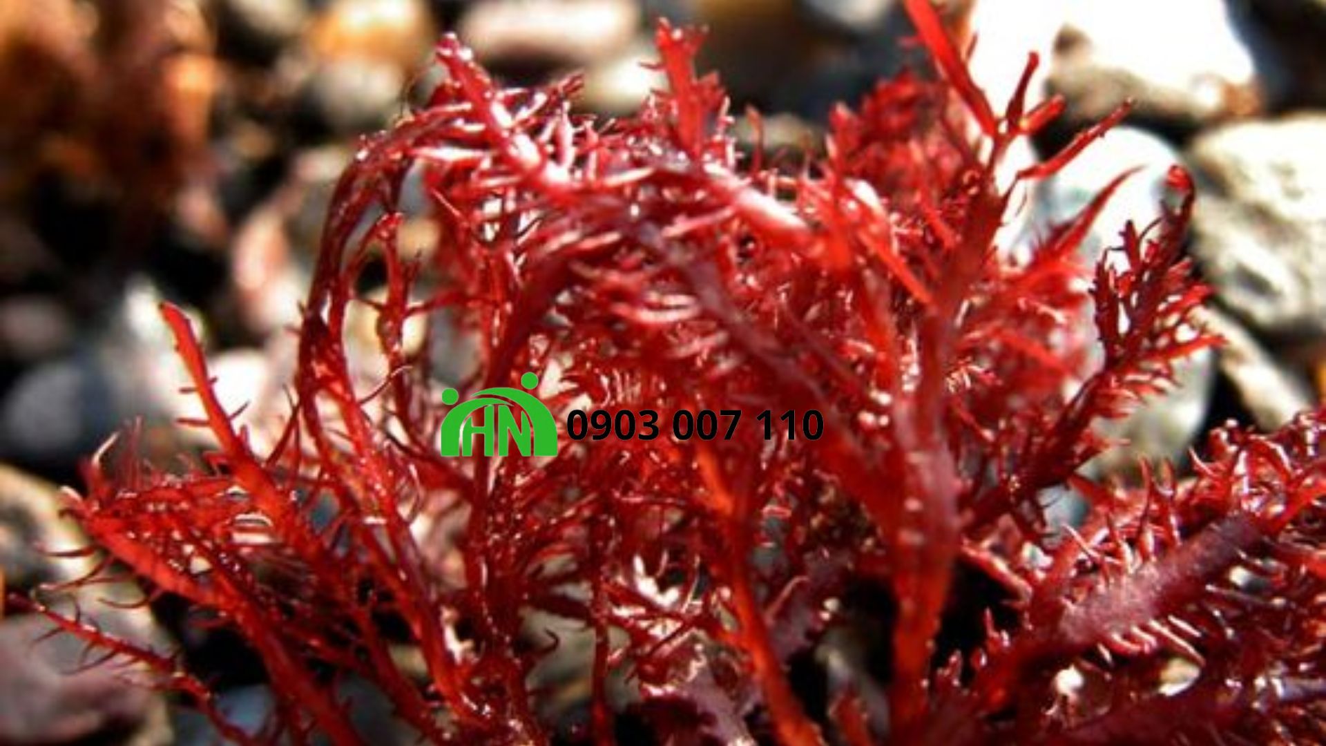 Bí Quyết Dùng Carrageenan